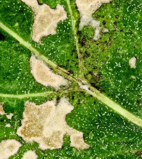 Light leaf spot in oilseed rape 